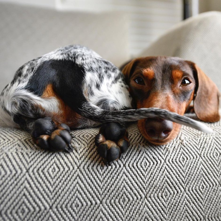 Кроличья такса гладкошерстная мраморная