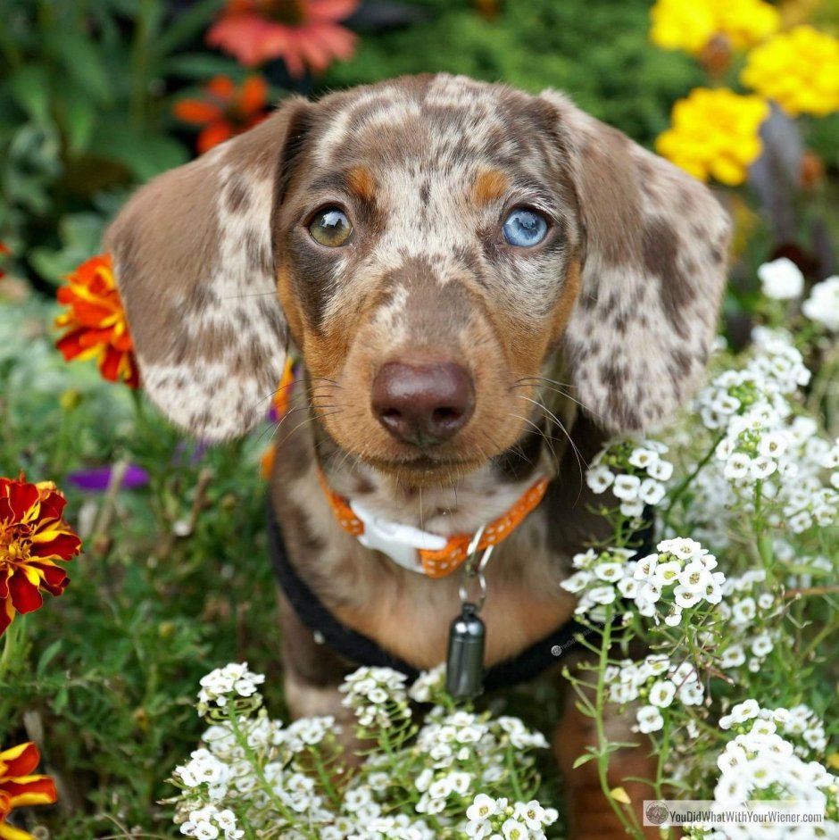 Пегая такса