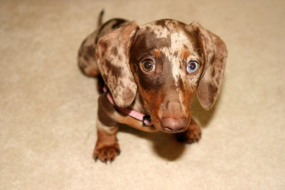 Такса с окрасом далматинца