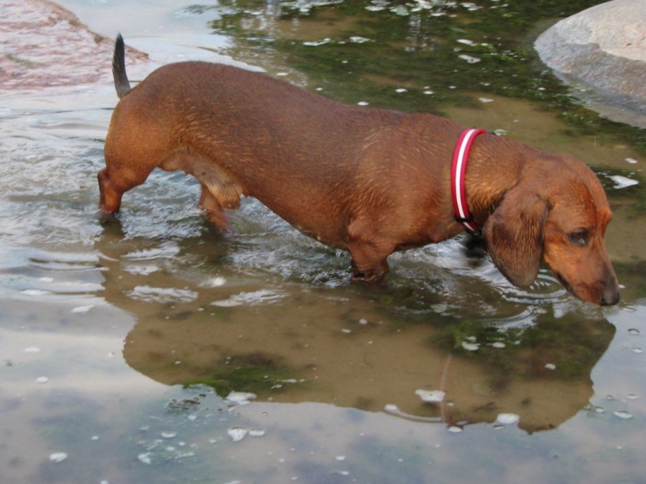 Такса охотничья норная