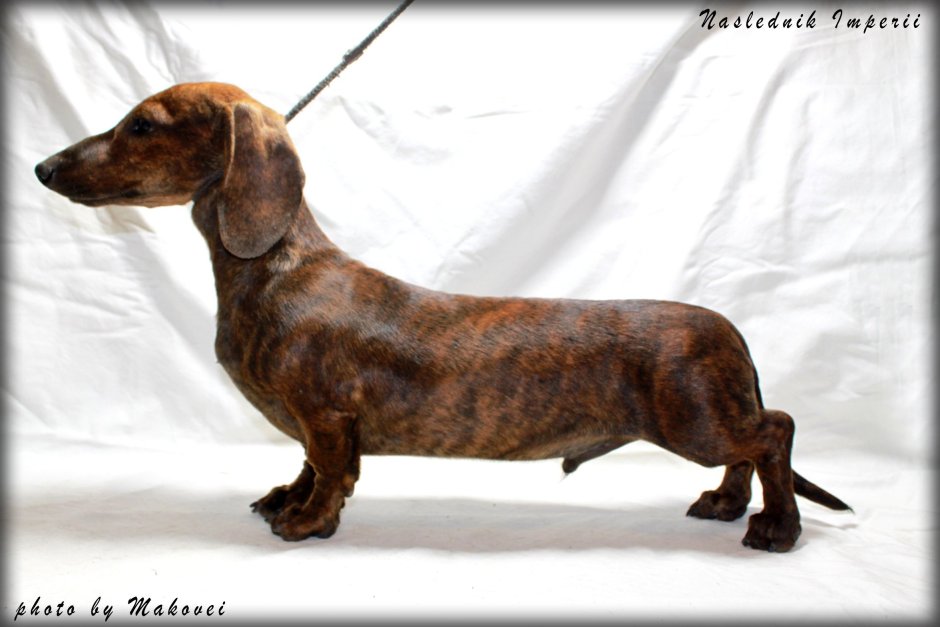 Тигровая кроличья такса