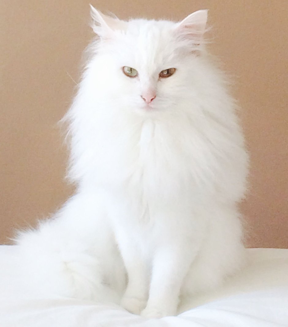 Гималайская кошка белая