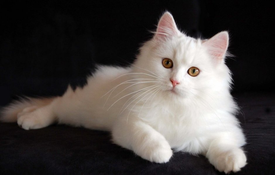 Кошка белая