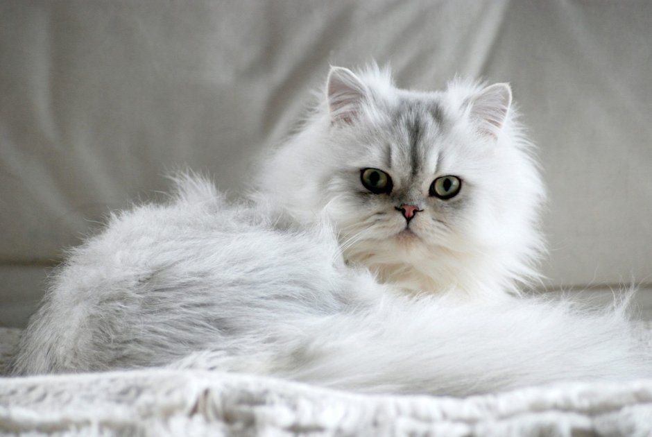 Ангорская кошка