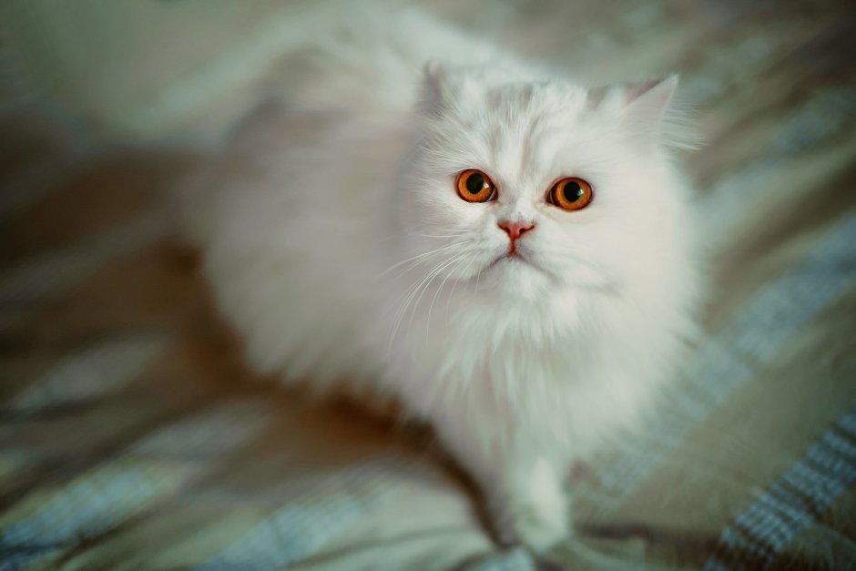 Шиншилла кошка