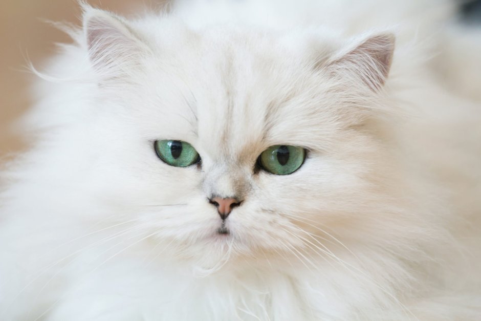 Персидская кошка альбинос
