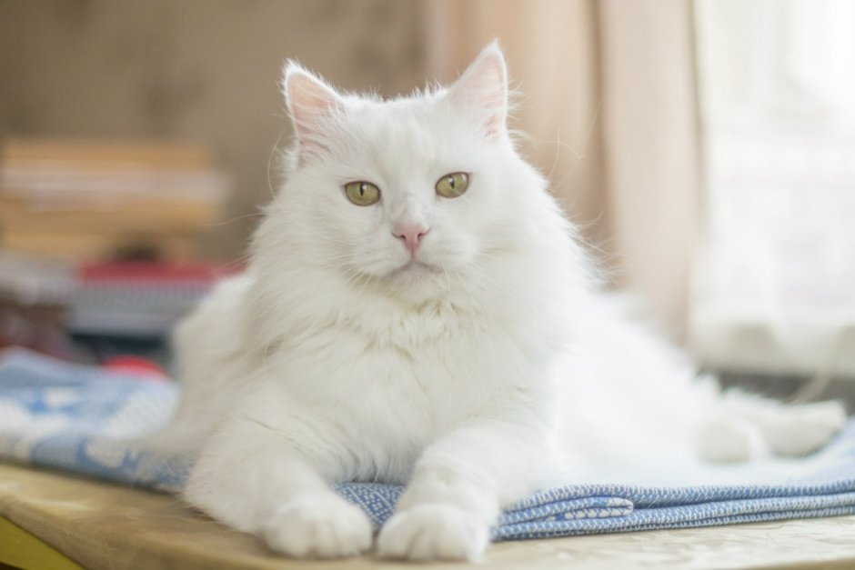 Пушистые коты