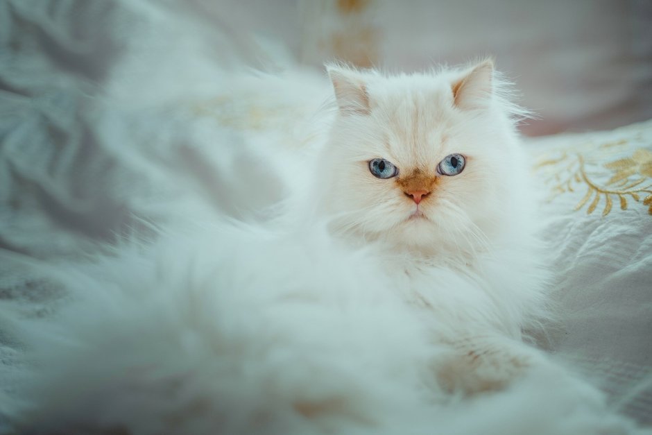 Сибирская ангора кошка белый кот