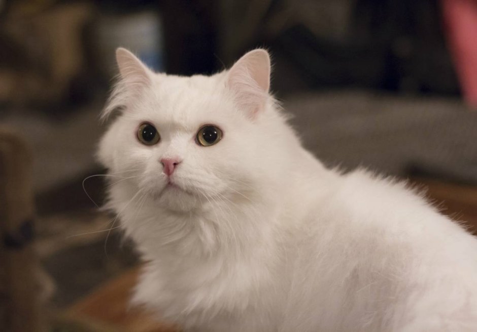 Белые пушистые коты