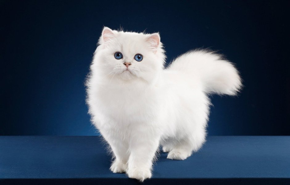 Персидская длинношерстная кошка