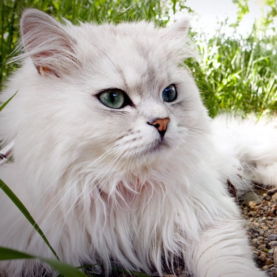 Персидская кошка альбинос