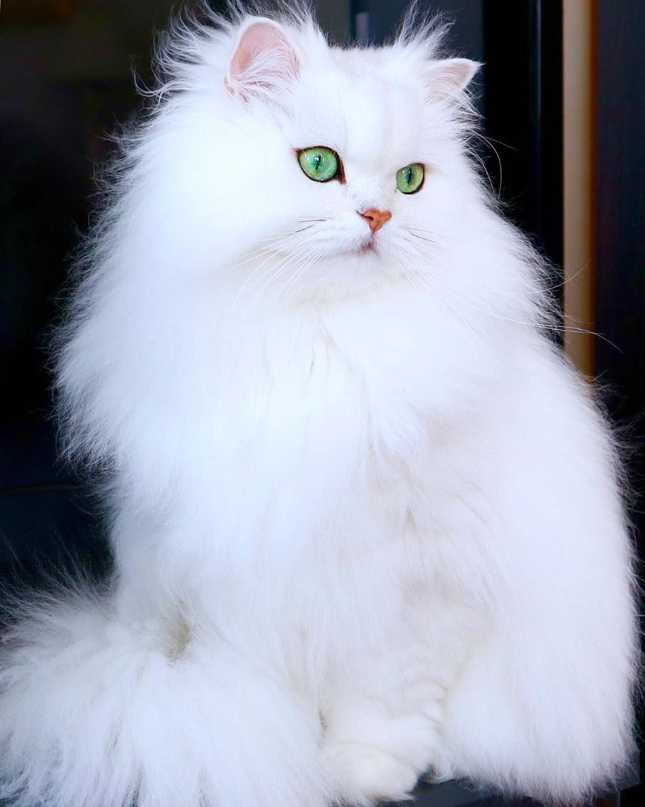 Сибирская кошка белая