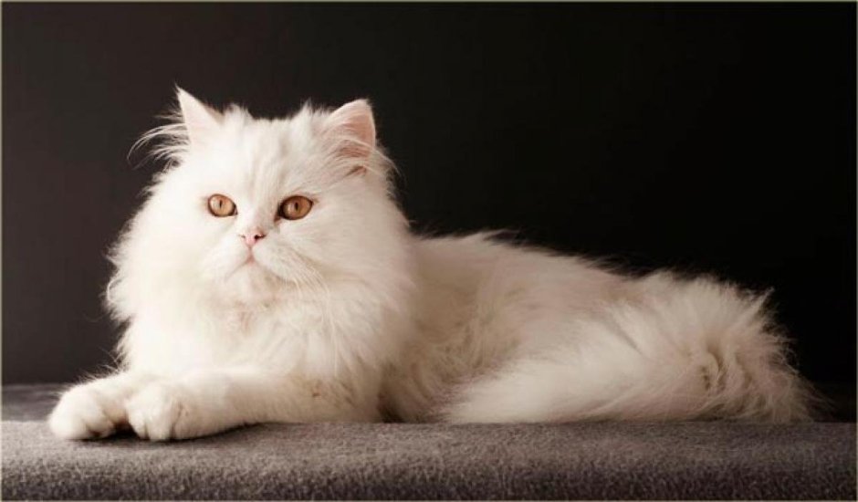 Белый кот