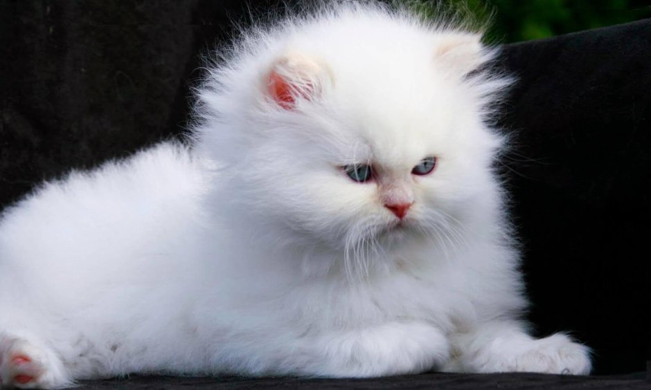Белая ангорская кошка
