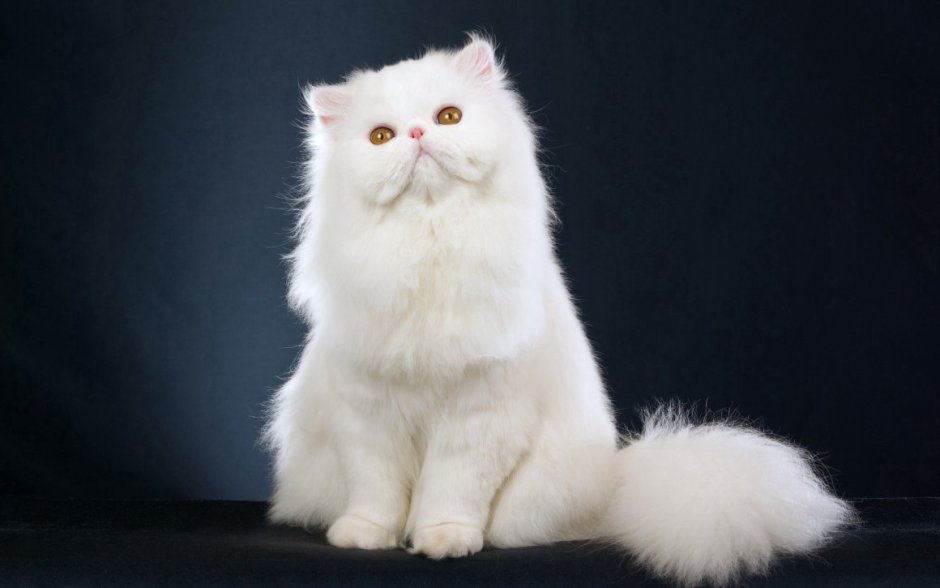 Персидская шиншилла кошка