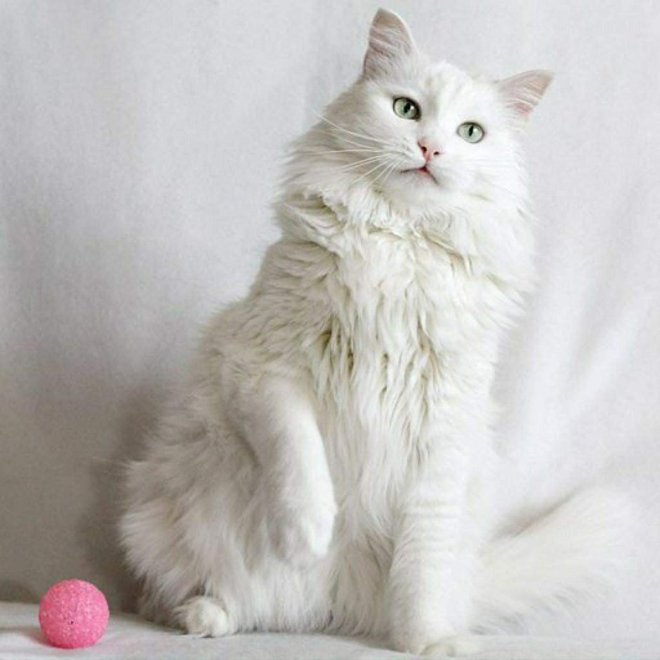 Турецкий ангорский кот белый