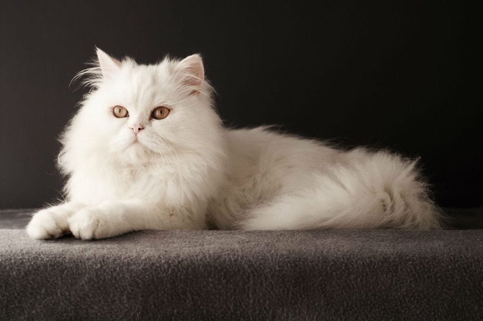 Сибирская Ангарка кошка
