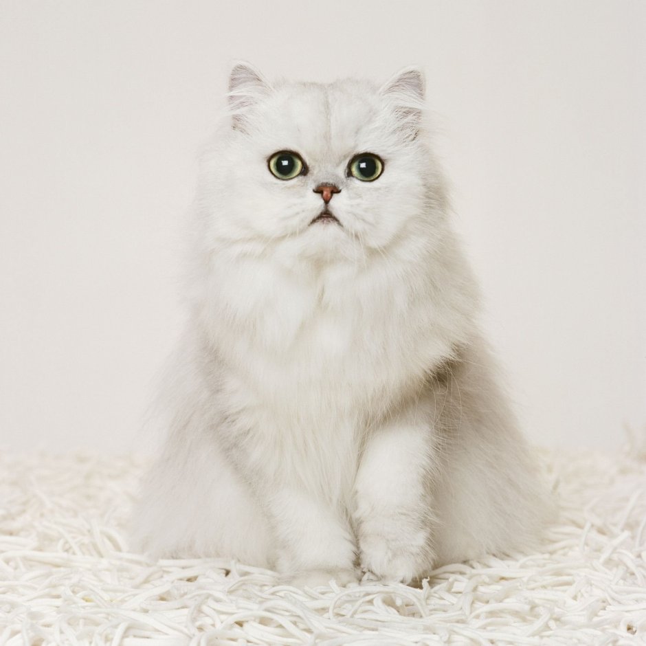 Персидский кот альбинос