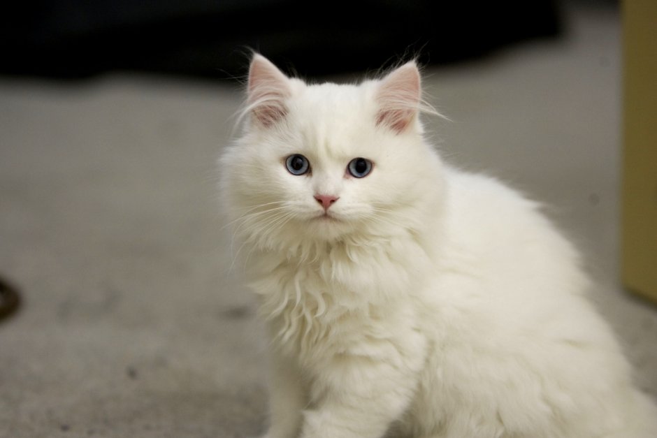 Сибирская ангорская кошка