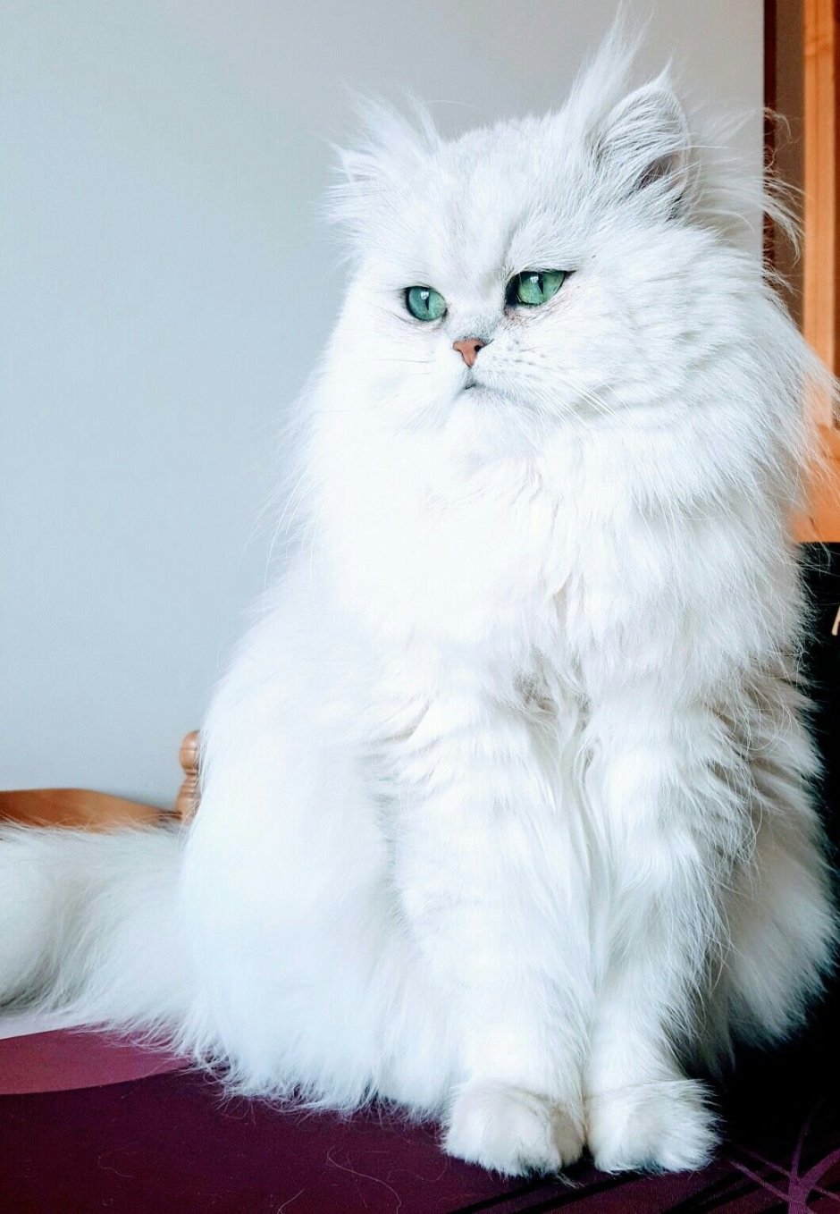 Сибирская ангора кошка белый кот