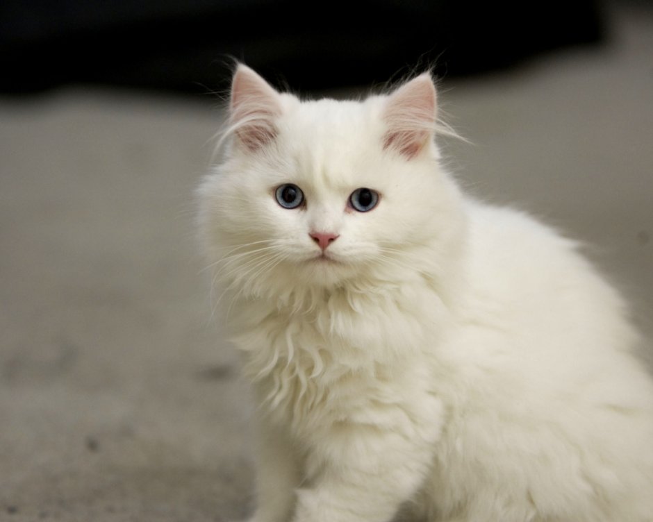 Персидская Снежная кошка