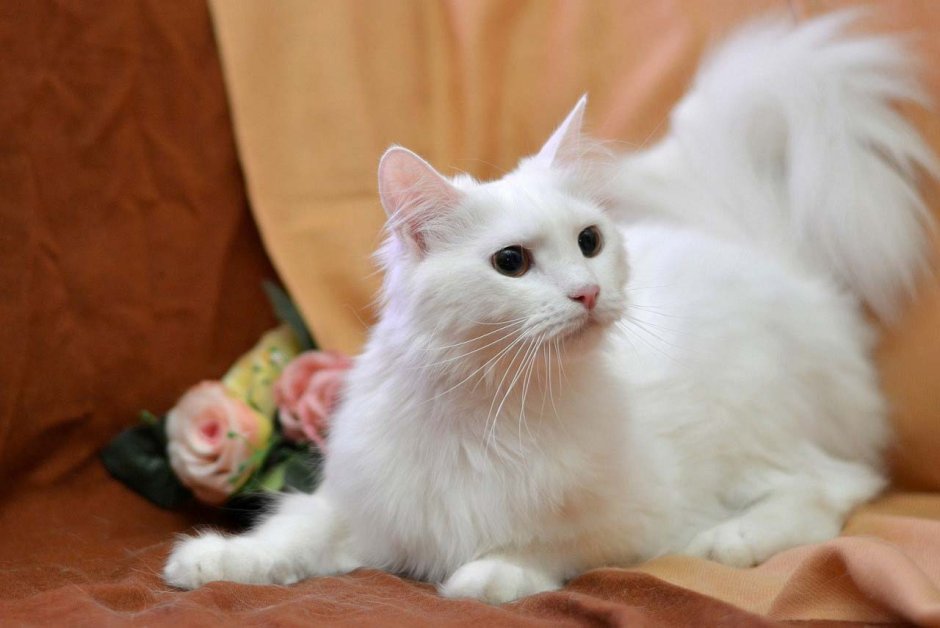 Персидская кошка