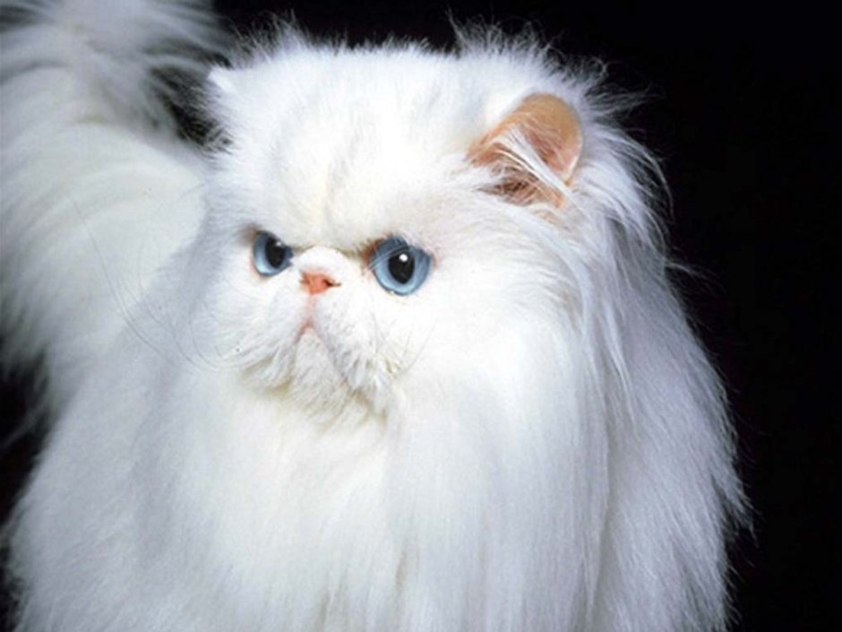 Белый длинношерстный кот