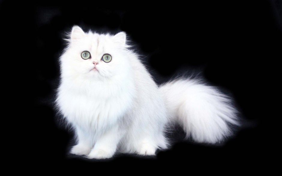 Длинношерстный кот