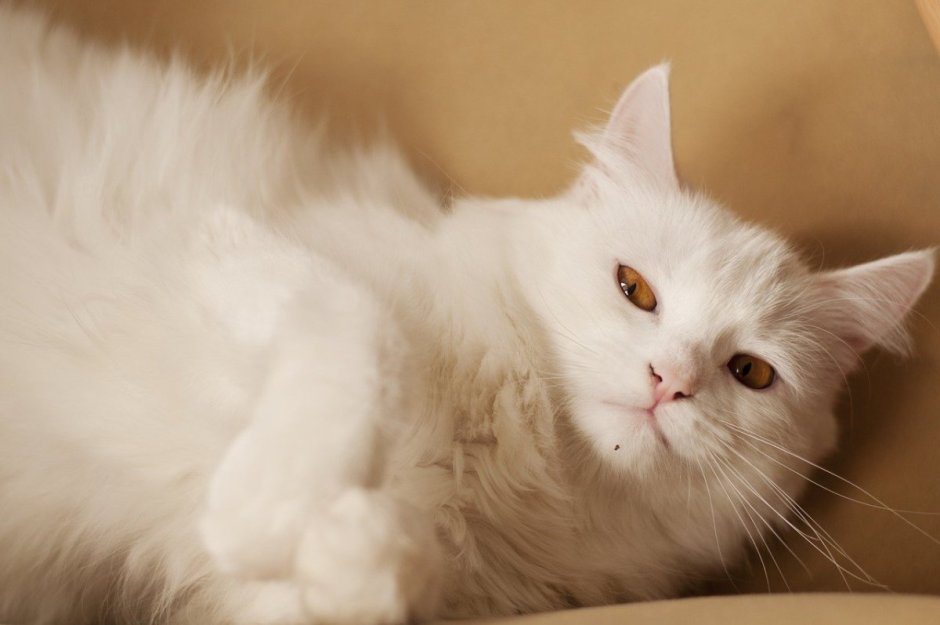 Персидский кот 2,3месяца