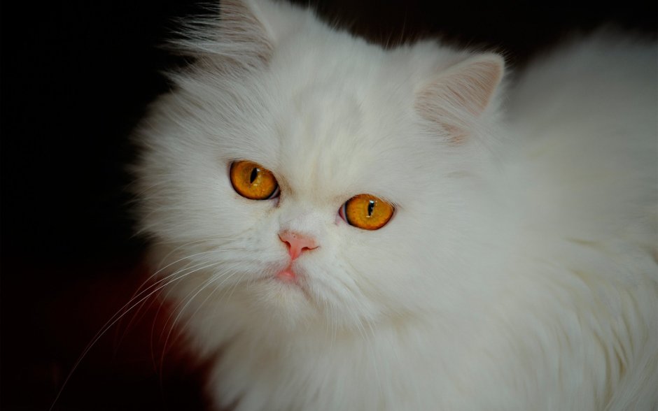 Ангорская кошка альбинос