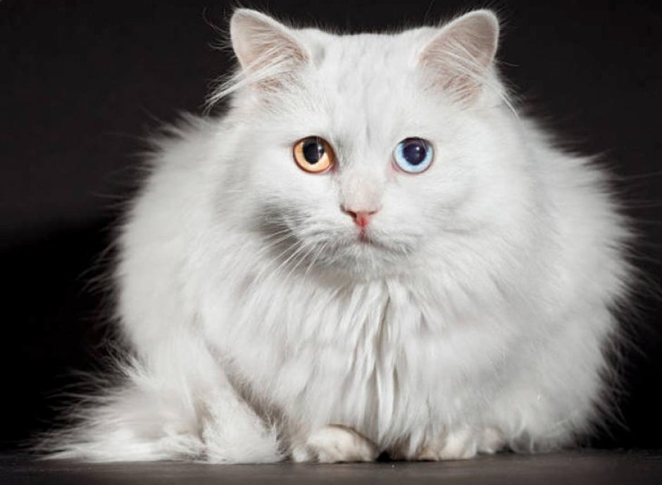 Сибирская кошка белая