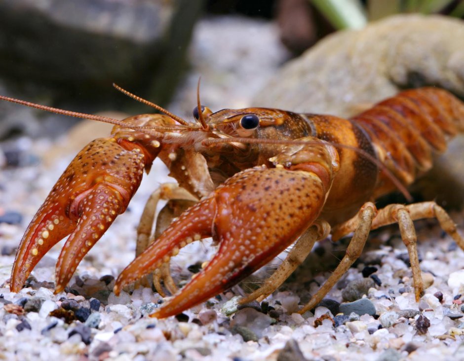 Dajana Crayfish