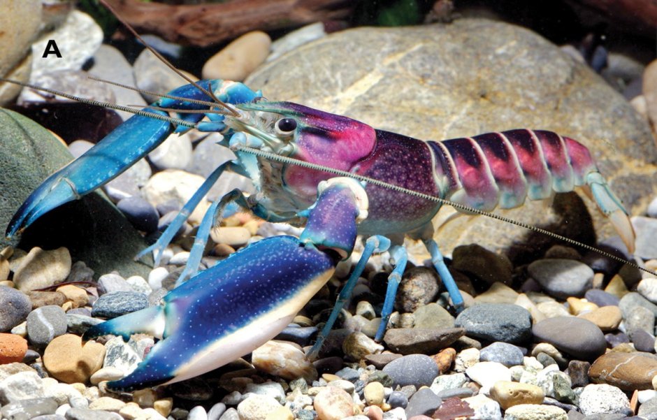 Cherax tenuimanus