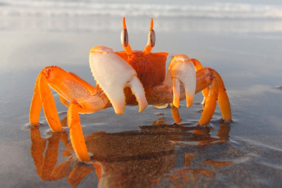 Морские Членистоногие