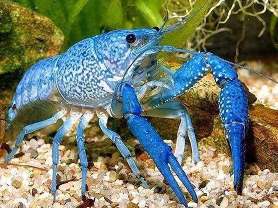 Procambarus alleni синий Флоридский рак.