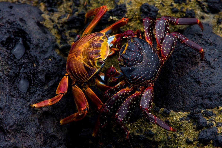 Grapsus Grapsus краб