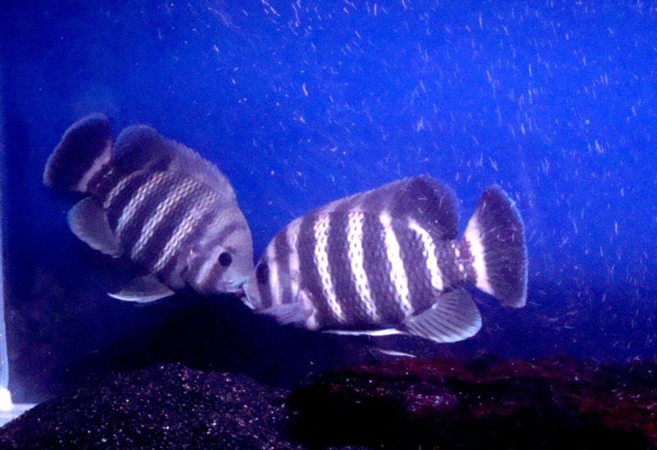 Oreochromis niloticus