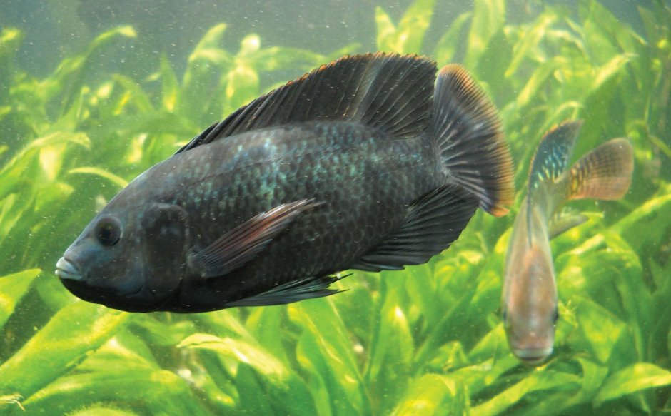 Fried Fish Flayer