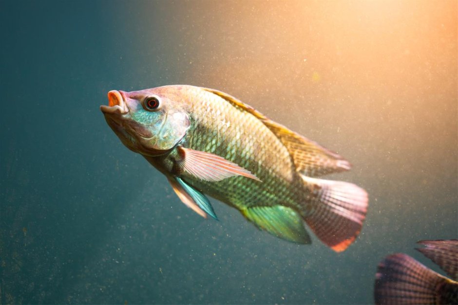 Tilapia Brasil