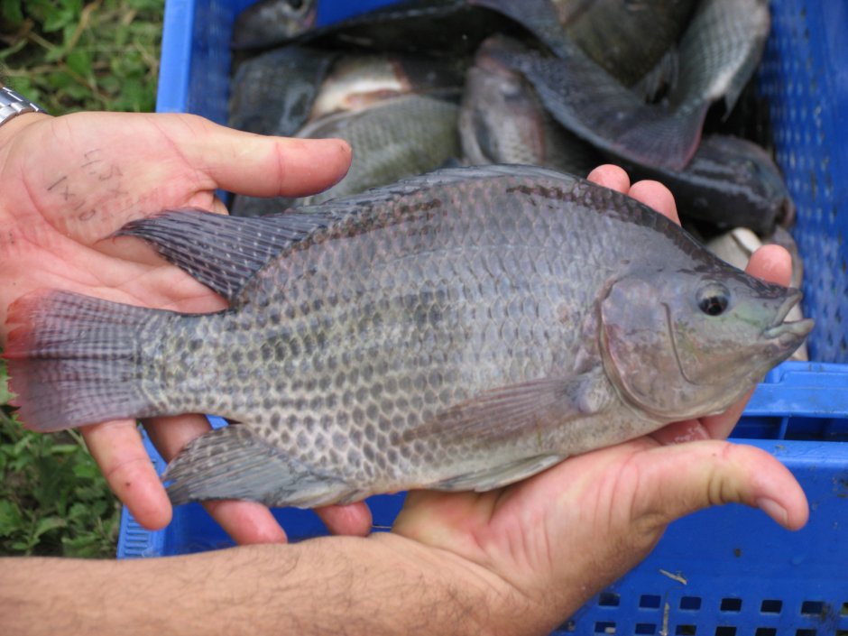 Tilapia fillets Andu