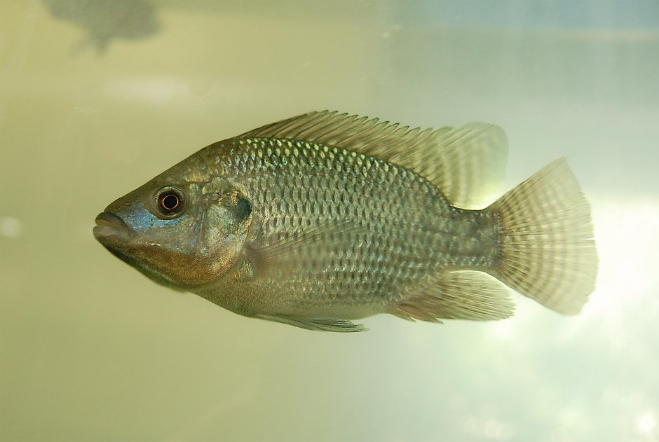 Tilapia CRB