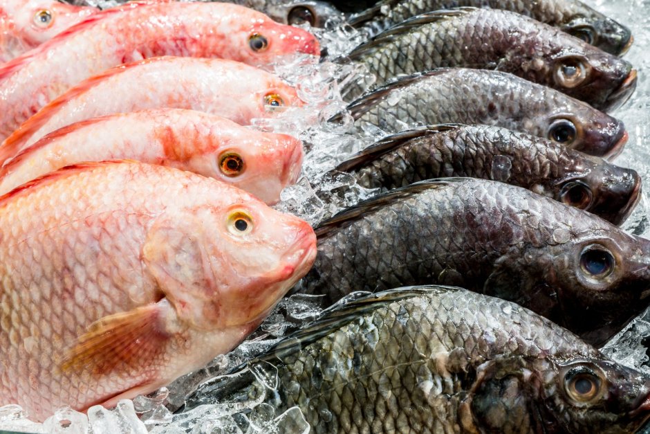 Heterotilapia buttikoferi