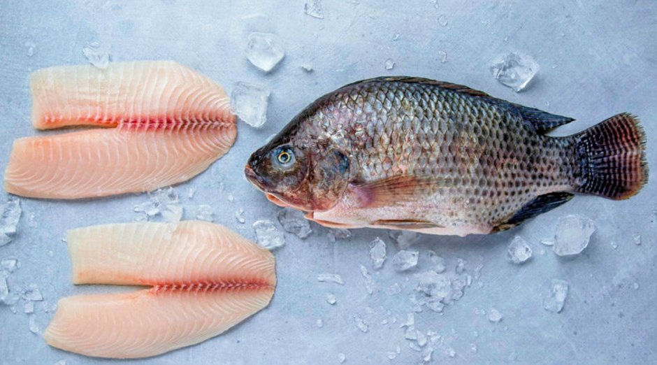 Рыба Red Tilapia