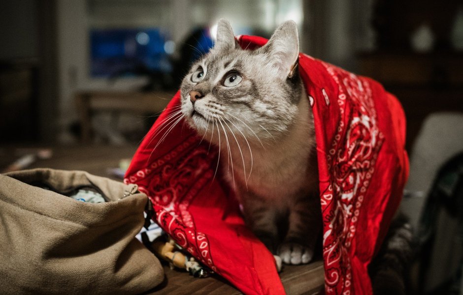 Кот в платочке