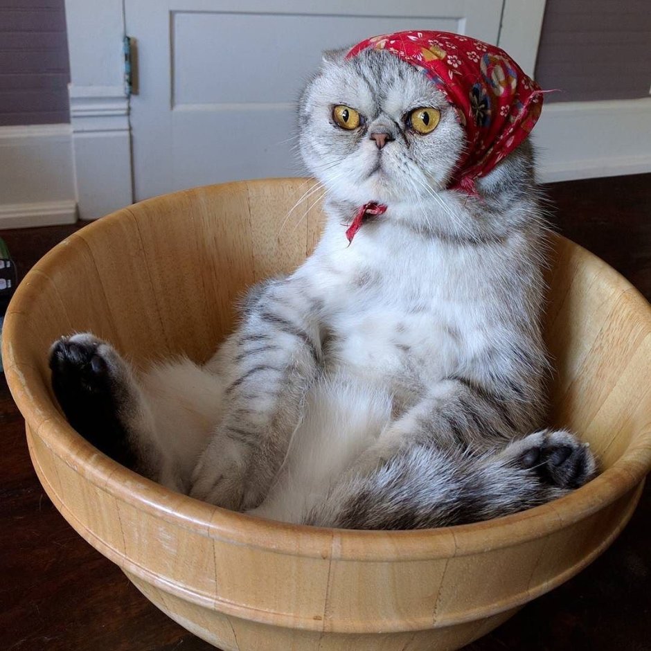 Кот в бандане