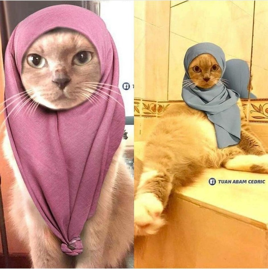Кот в платке