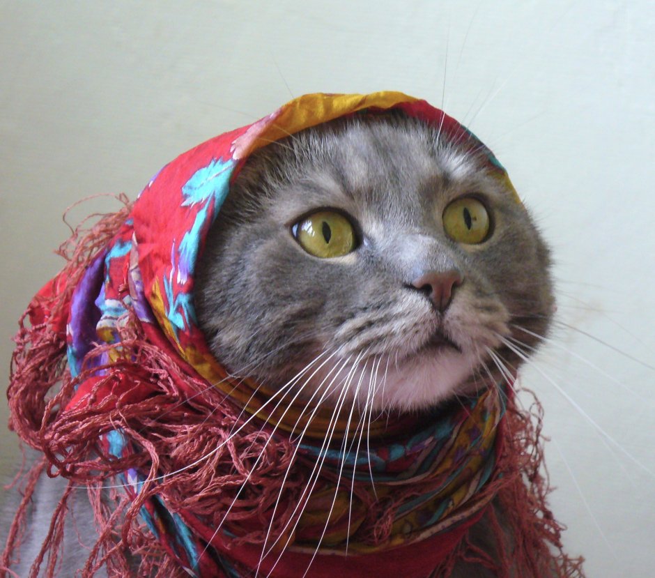Кот в платке