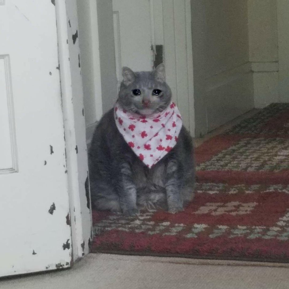 Кот в платке