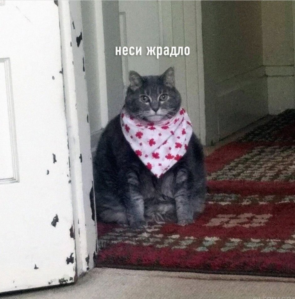 Кот в платочке