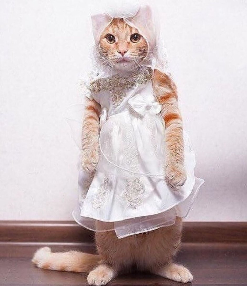 Неси черешню кот Мем оригинал
